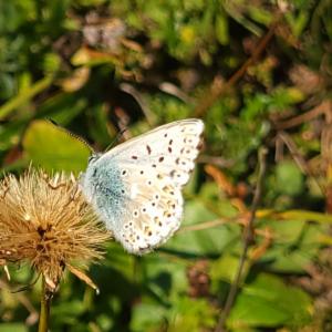 Click to view this image in a large viewer