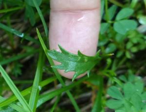 Click to view this image in a large viewer