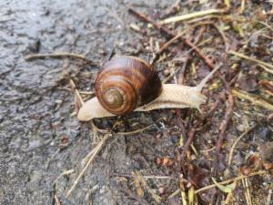 Click to view this image in a large viewer