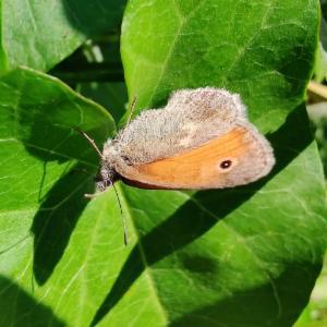 Click to view this image in a large viewer