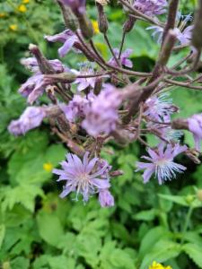 Click to view this image in a large viewer