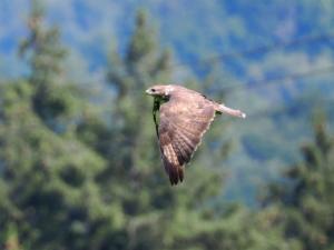 Click to view this image in a large viewer