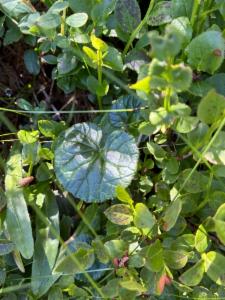 Click to view this image in a large viewer