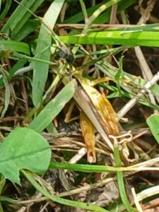 Click to view this image in a large viewer