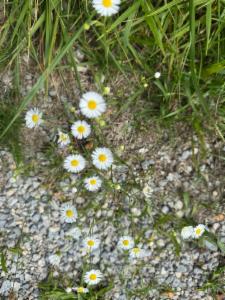 Click to view this image in a large viewer