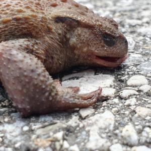 Click to view this image in a large viewer