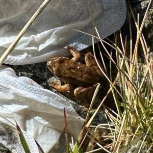 Click to view this image in a large viewer