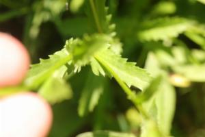 Click to view this image in a large viewer