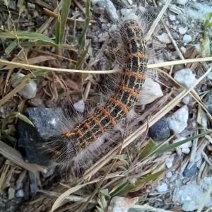 Click to view this image in a large viewer