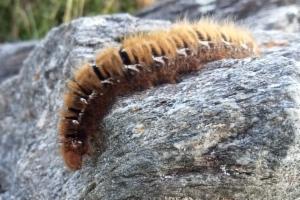 Click to view this image in a large viewer