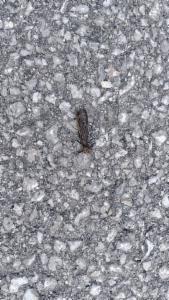 Click to view this image in a large viewer