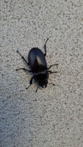 Click to view this image in a large viewer