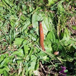 Click to view this image in a large viewer