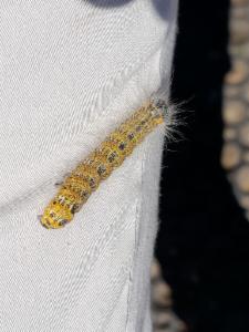 Click to view this image in a large viewer