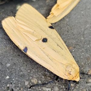 Click to view this image in a large viewer