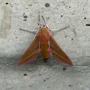 Click to view this image in a large viewer