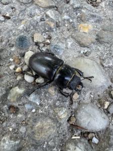 Click to view this image in a large viewer