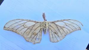 Click to view this image in a large viewer