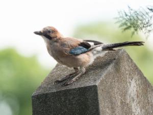 Click to view this image in a large viewer