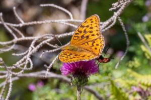 Click to view this image in a large viewer