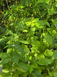 Click to view this image in a large viewer