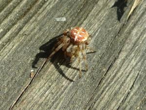 Click to view this image in a large viewer