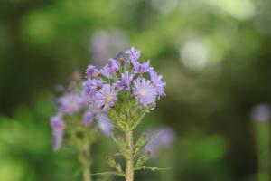 Click to view this image in a large viewer