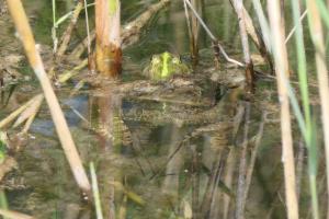 Click to view this image in a large viewer