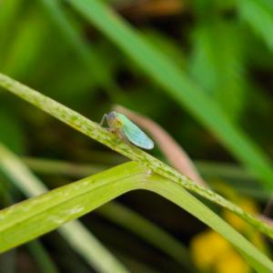 Click to view this image in a large viewer