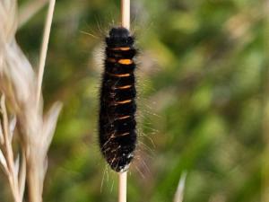 Click to view this image in a large viewer