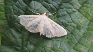 Click to view this image in a large viewer