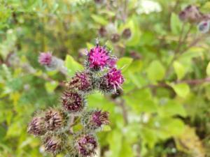 Click to view this image in a large viewer