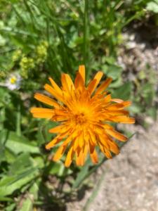 Click to view this image in a large viewer