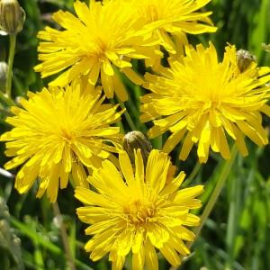 Click to view this image in a large viewer