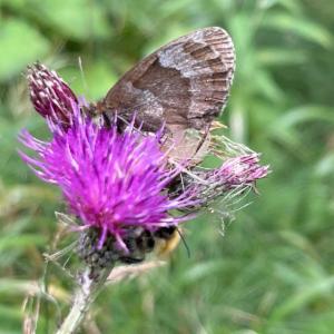 Click to view this image in a large viewer