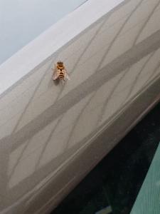 Click to view this image in a large viewer