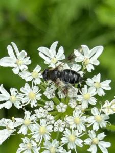 Click to view this image in a large viewer