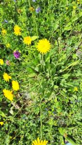 Click to view this image in a large viewer