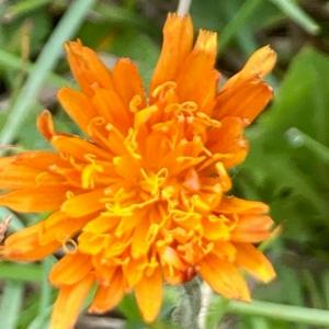 Click to view this image in a large viewer