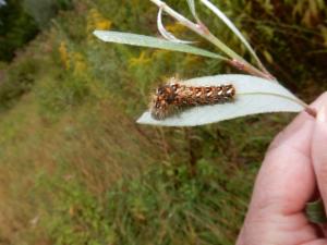 Click to view this image in a large viewer