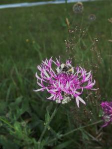 Click to view this image in a large viewer