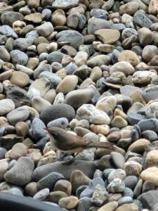 Click to view this image in a large viewer