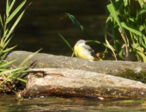 Click to view this image in a large viewer