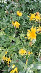 Click to view this image in a large viewer