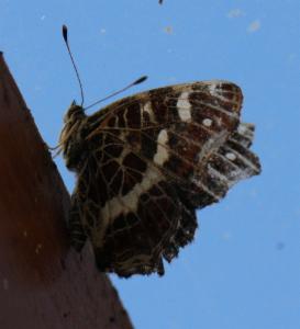 Click to view this image in a large viewer