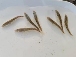 Click to view this image in a large viewer