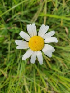 Click to view this image in a large viewer