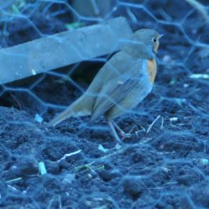 Click to view this image in a large viewer