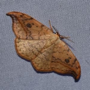 Click to view this image in a large viewer