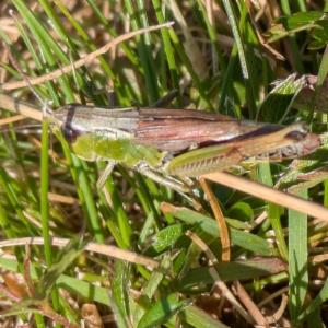 Click to view this image in a large viewer